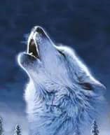 Der Nachtwolf